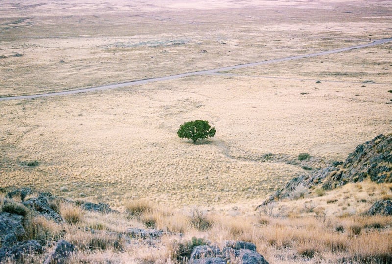 Drought-Resistant